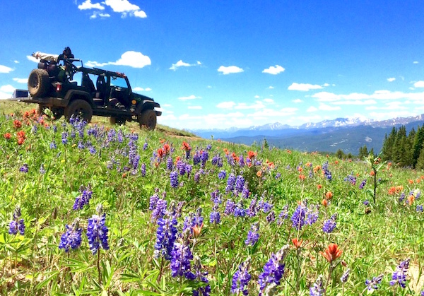 colorado wildflowers vail jeep tours