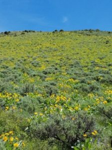 Hillside covered with yellow Colorado wildflowers